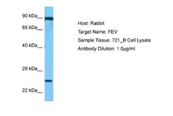 Pet1 Rabbit anti-Human, Polyclonal, Novus Biologicals 0.1 mL | Buy Online | Novus Biologicals | Fisher Scientific